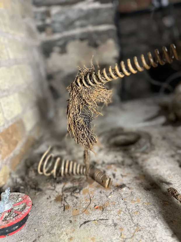 A drain cleaning tool with tree roots taken from a sewer line drain in a clients Niagara home.